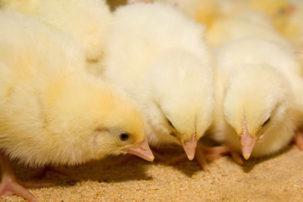 fs.broiler-chickens-eating