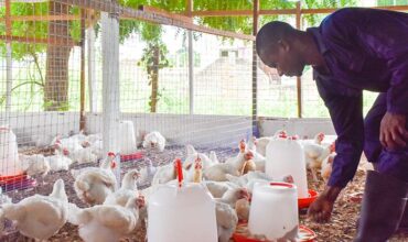 Poultry-Production-in-Africa