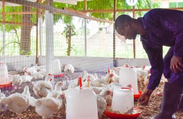 Poultry-Production-in-Africa