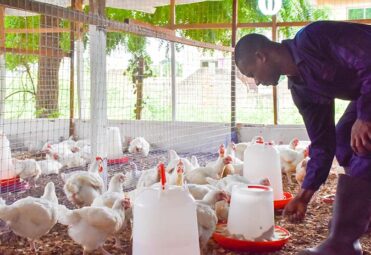 Poultry-Production-in-Africa