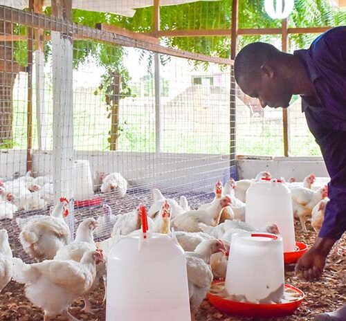 Poultry-Production-in-Africa