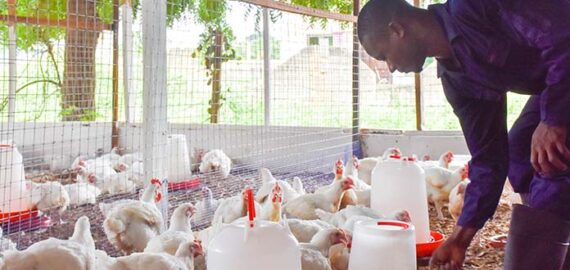 Poultry-Production-in-Africa