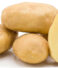 Crop Farming: Potato Varieties to Consider