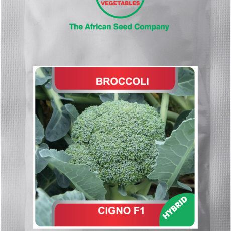 Ps Broccoli CIGNO F1
