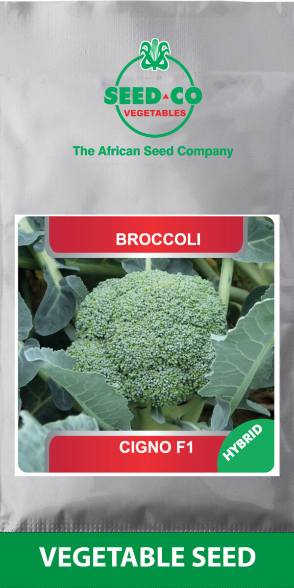 Ps Broccoli CIGNO F1